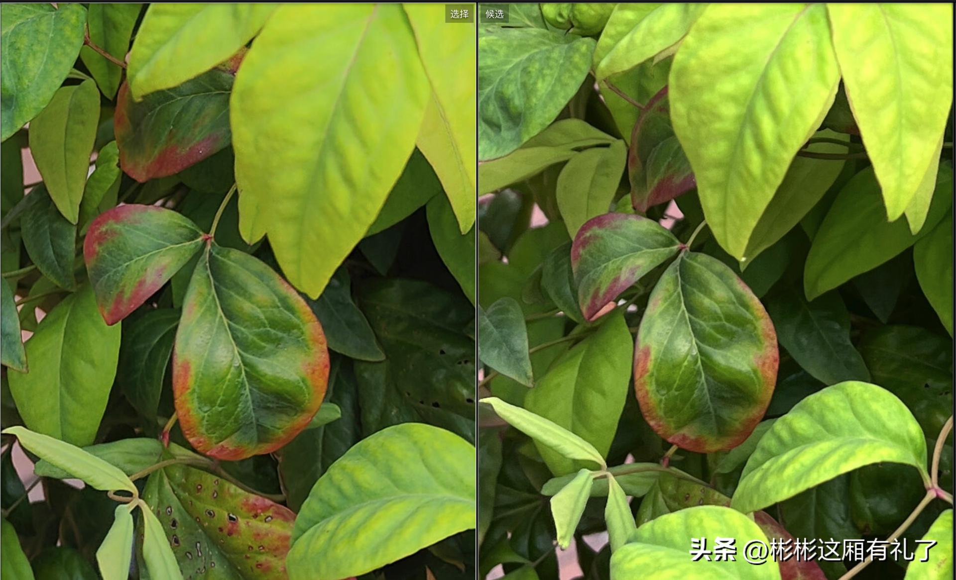 一加acepro与苹果13哪个反应快,一加acepro和苹果13