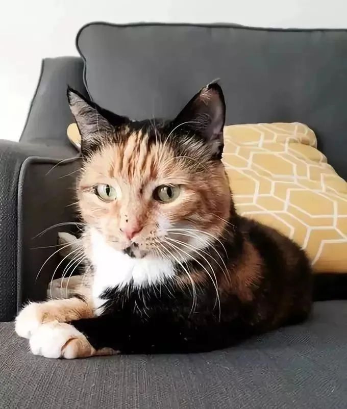 说出来你可能不信，我家猫用手机订购了一台空调