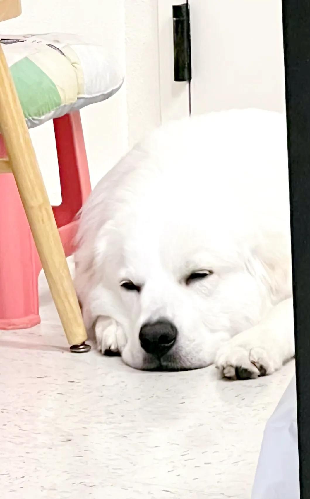 大白熊小狗,大白熊专用宠物狗