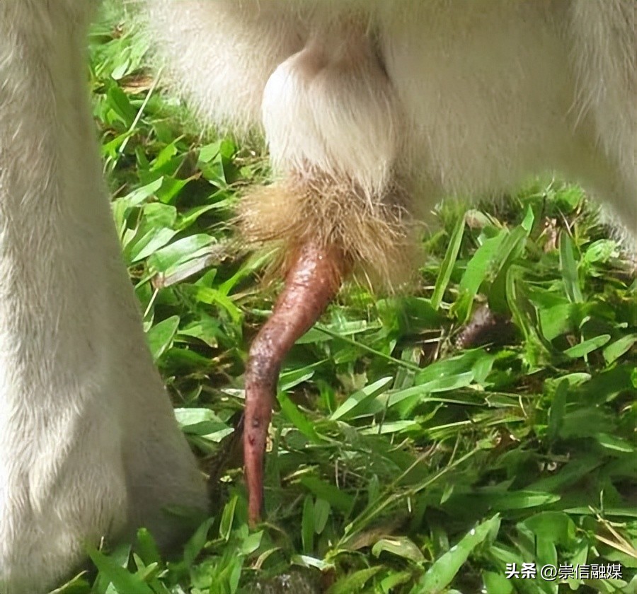 《独行月球》里的肌肉袋鼠“刚子”，真的能踹飞沈腾吗？