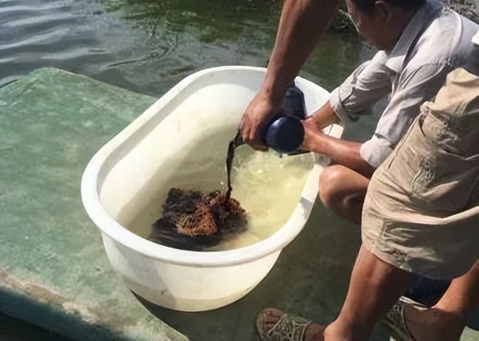 水产养殖纳米银哪个牌子最好,使用纳米银对鱼苗有没有伤害