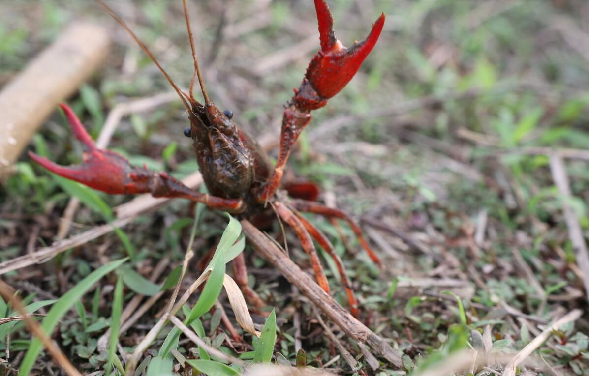 佛罗里达鳖为什么就破坏了生态,佛罗里达鳖是云南入侵物种吗