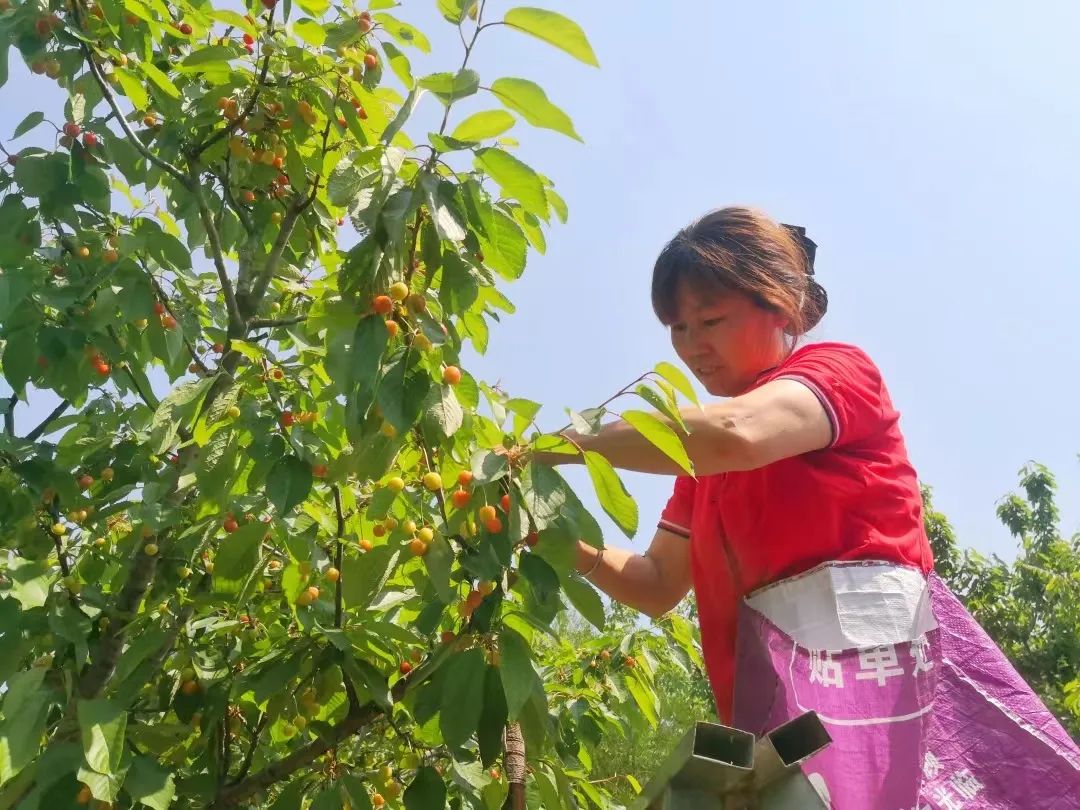 特色果业优质化发展,特色果业新政策