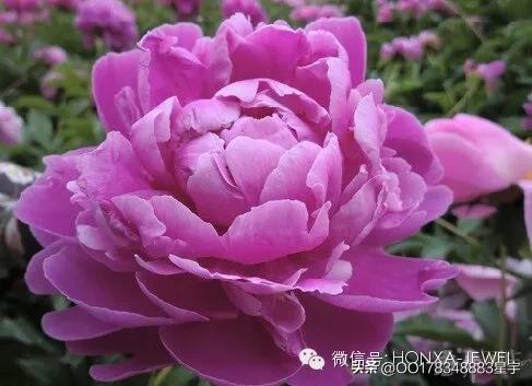 苏轼词赏析最好的版本,苏轼词赏析集