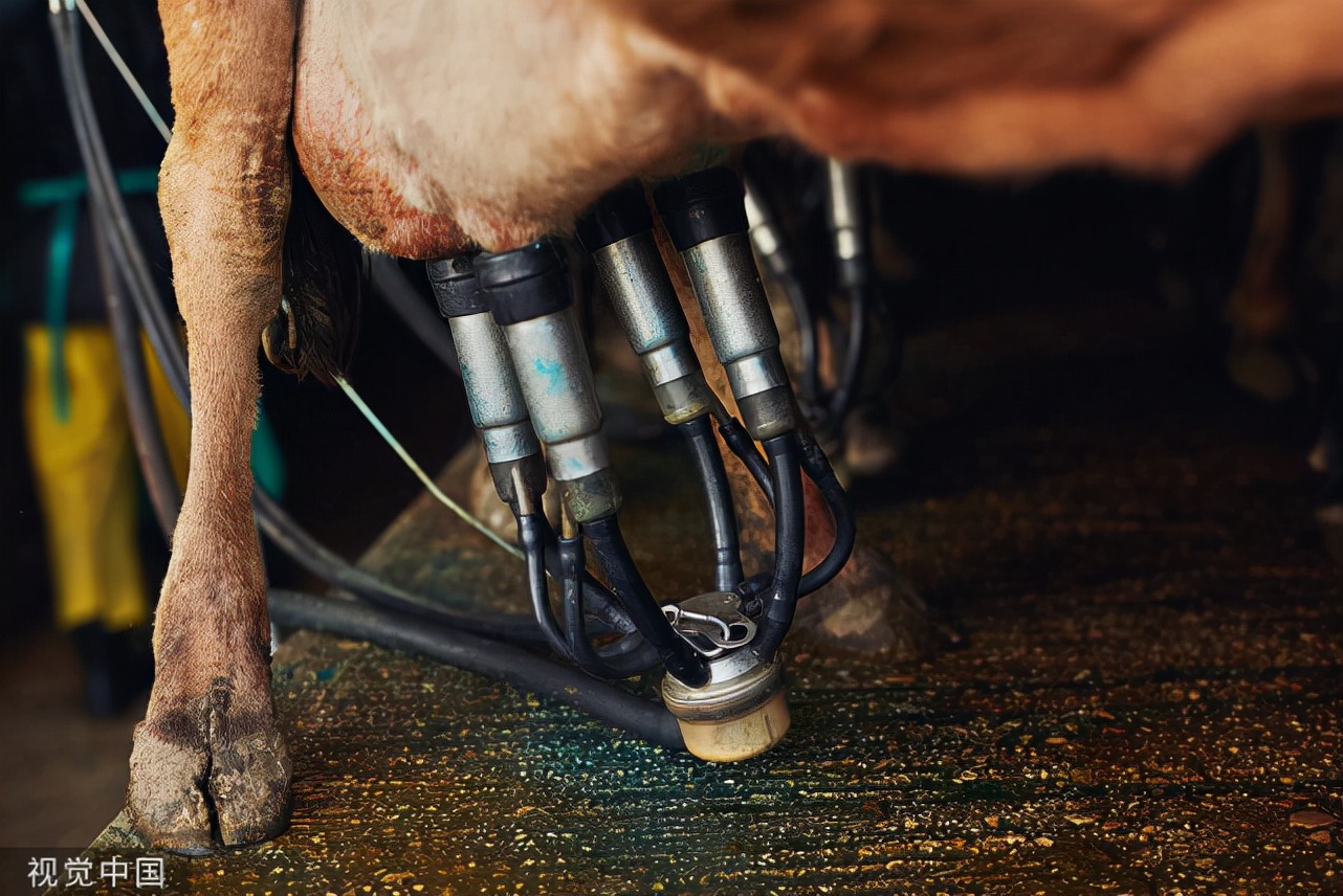 牛瘸腿腐蹄病,牛脚跛是什么病怎样治疗