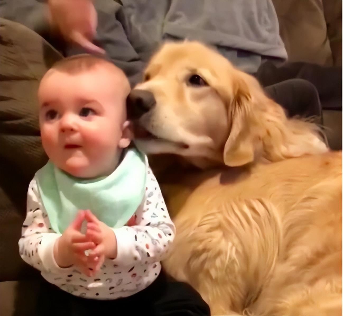 金毛犬为什么爱舔自己的毛,金毛幼犬为什么一直舔主人