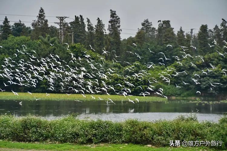 佛山花海旅游推荐,佛山花海生态公园