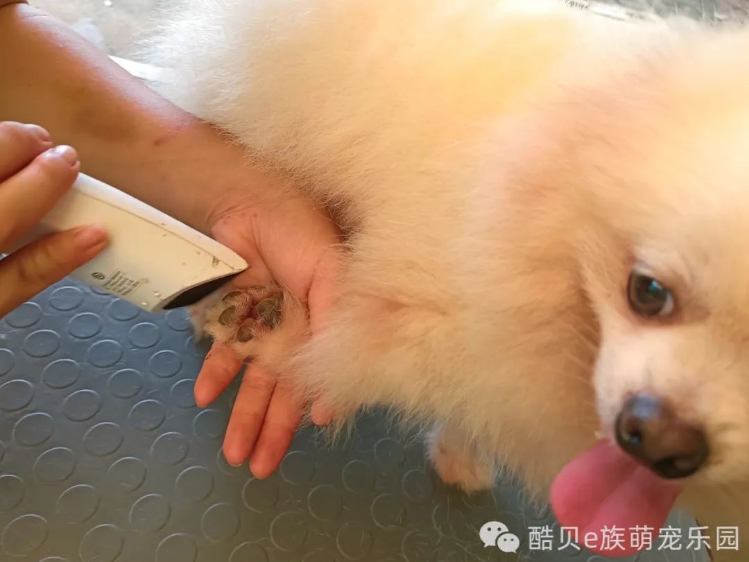 金毛狗狗洗澡全过程,怎么给狗狗洗澡才能洗得干净