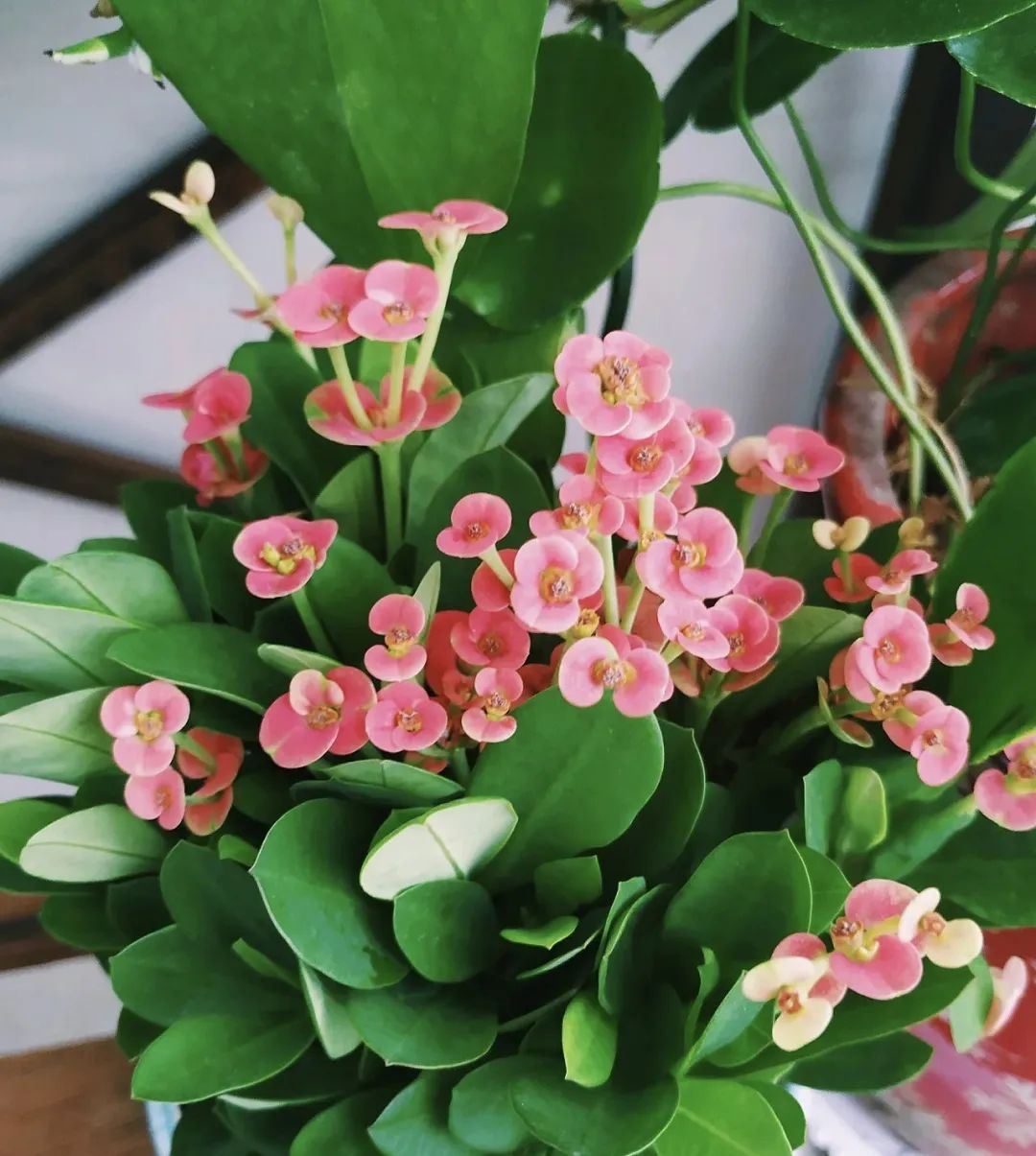 3种开花机器,四季开花机器哪种最好养