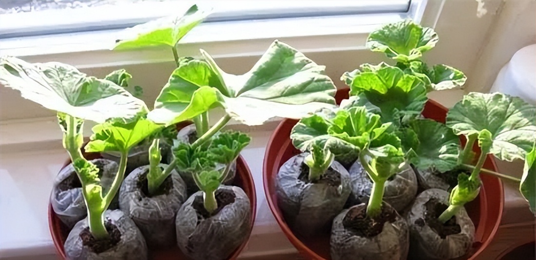 入门天竺葵的扦插方法图解,天竺葵扦插跟绣球扦插方法一样吗