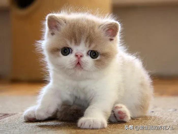 手绘呆萌可爱卡通小动物图片,可爱萌萌的小动物逗趣动图