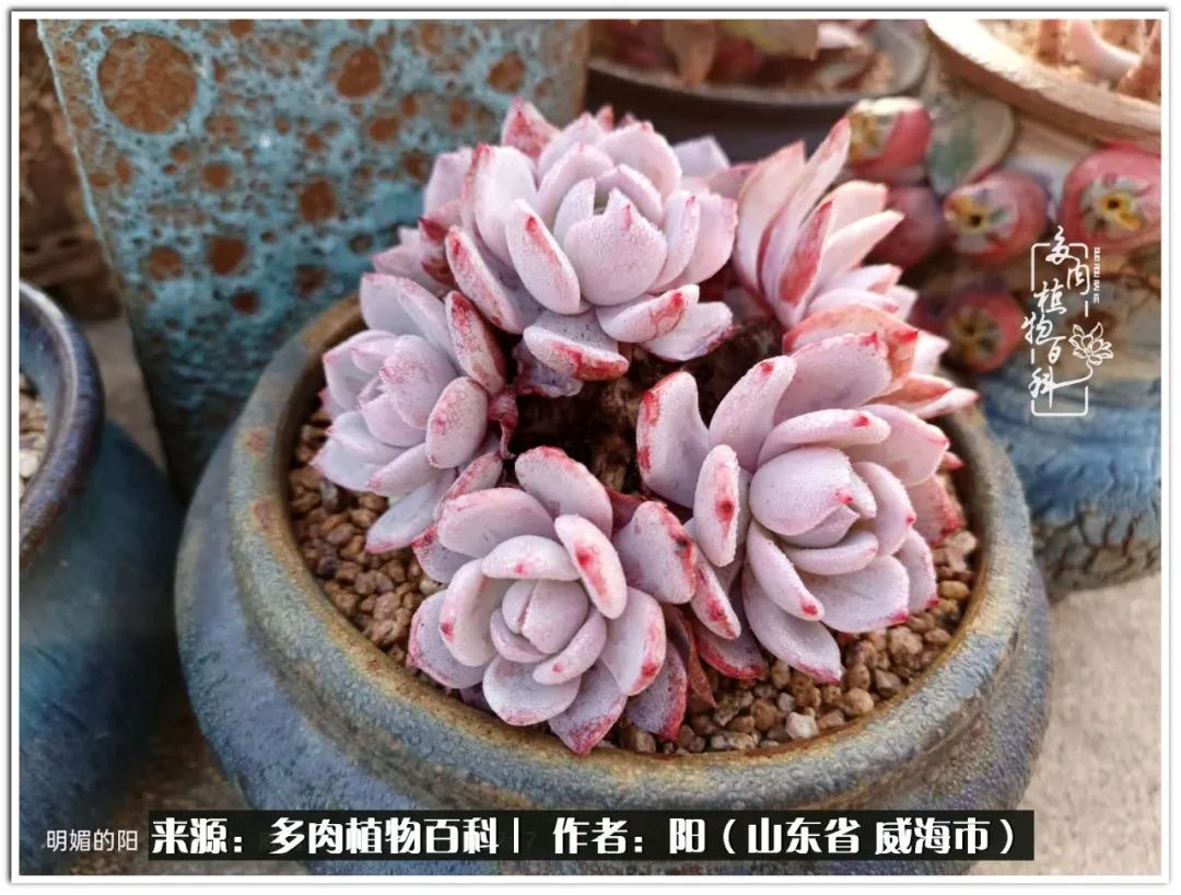 浜洪棿鐑熺伀鑷湁涓囧崈棰滆壊,浜洪棿鐑熺伀鐨嗘槸骞冲嚒棰滆壊