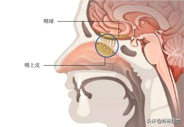男人的屁和女人的屁有什么区别？