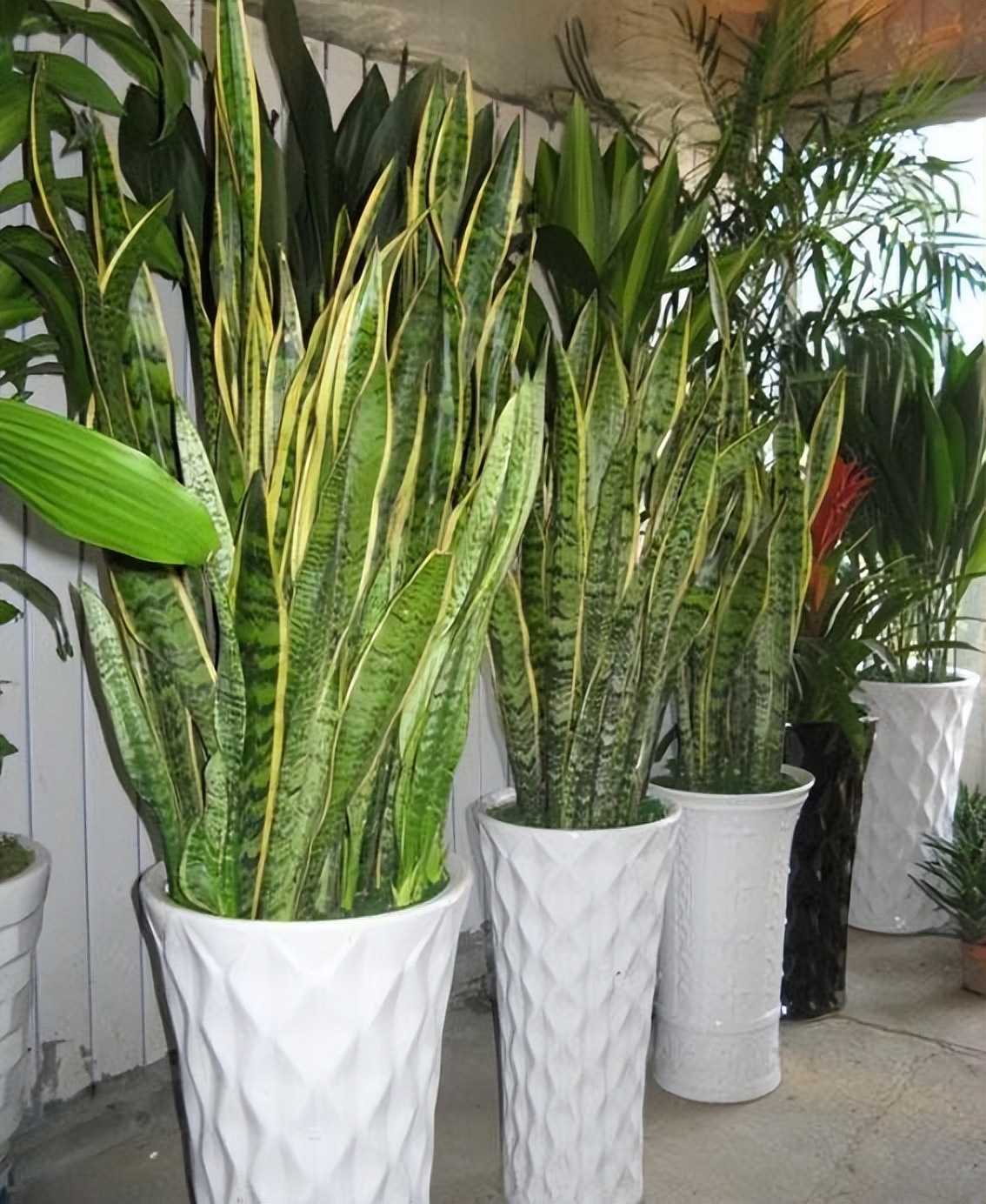 这4种花最好别养在室内,吸甲醛最好的10种花