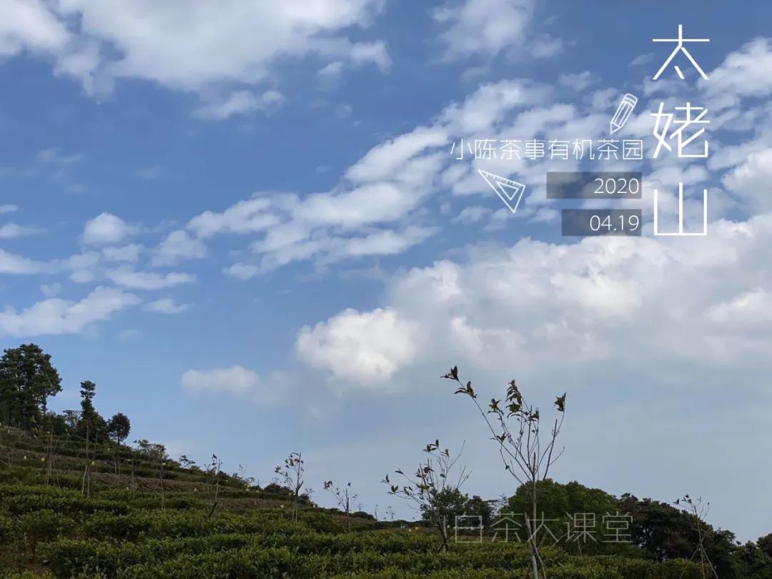 白茶是一种绿茶么,白茶是白的吗