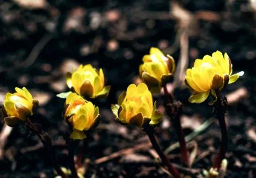 冰凌花享有林海雪莲之美称,牡丹江林海雪莲冰凌花悄然盛放