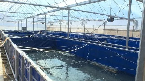 基围虾养殖技术和注意事项,海水基围虾养殖技术条件和方法