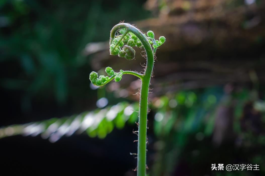 惊蛰惊动了哪些虫子,惊蛰惊虫