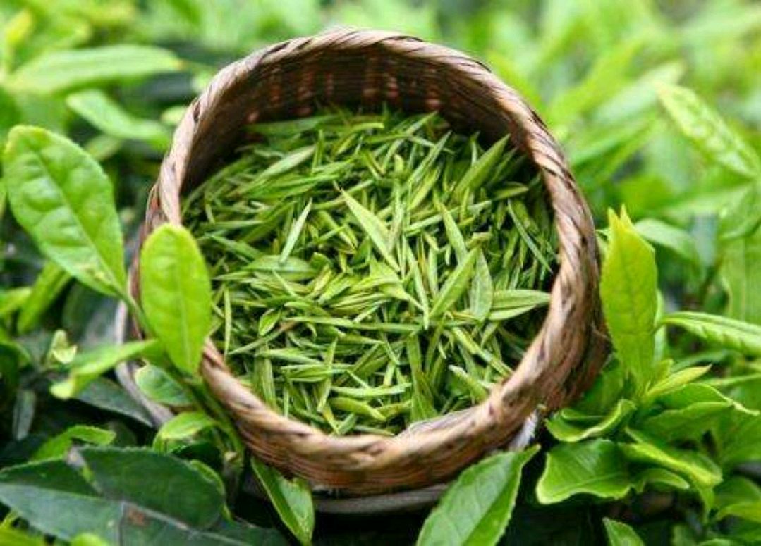 红茶白茶黑茶的危害到底有多大,绿茶红茶白茶黑茶保存