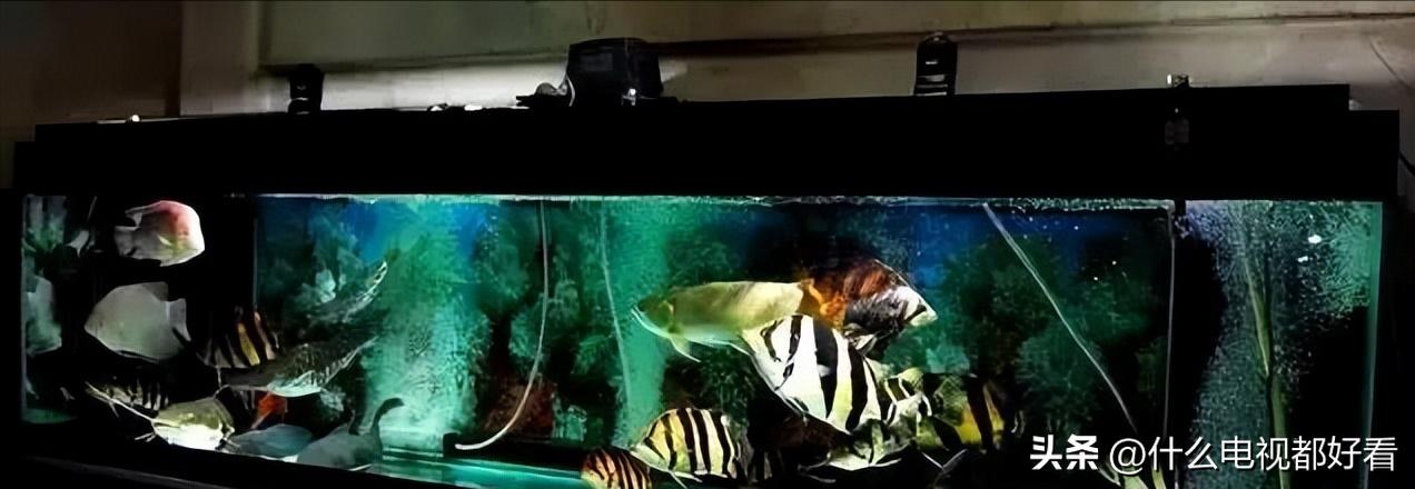 虎鱼从小饲养的正确方法,饲养虎鱼有哪些注意事项