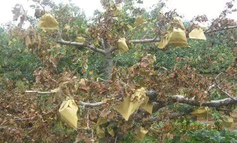 增施有机肥是解决死树的根本途径（上）！