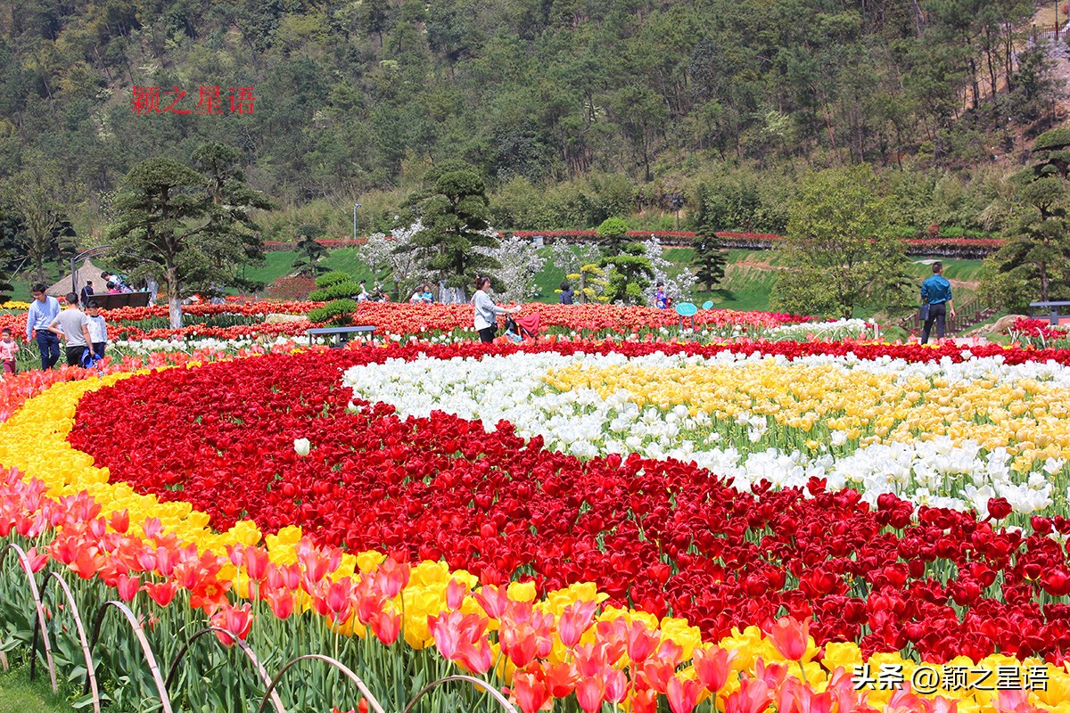 没有花的花博园，收费变免费，梅花正艳