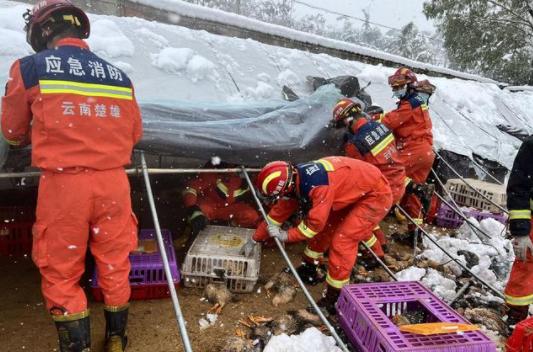 搜救犬雪地救人埋掉,搜救犬雪地救人