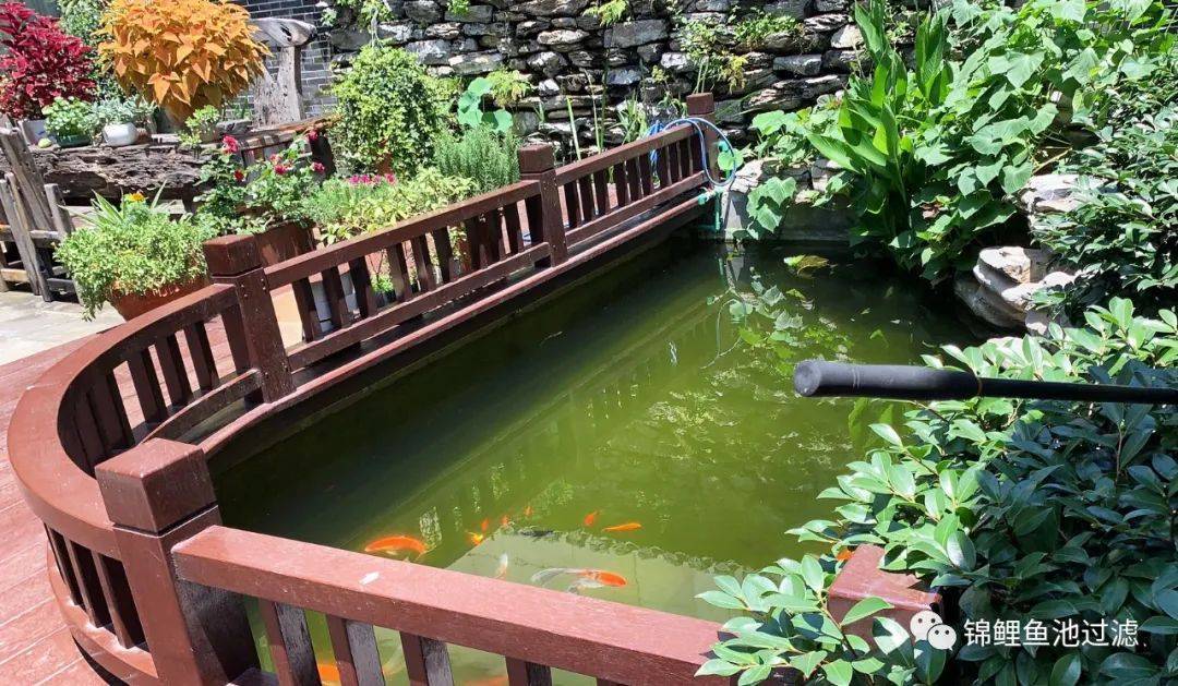 池养锦鲤新手必备十大忠告,锦鲤和什么一起可以有效清理藻类
