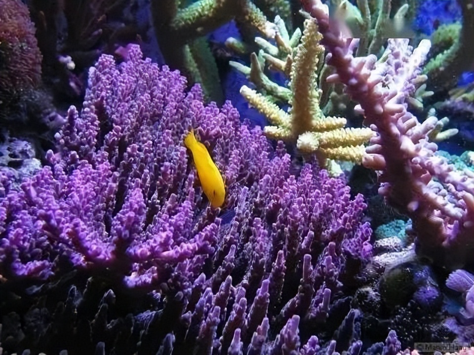 海水珊瑚缸鹦鹉螺,海水缸珊瑚视频大全