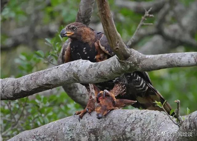 凶残的动物捕猎现场,盘点动物捕猎瞬间的迷惑行为