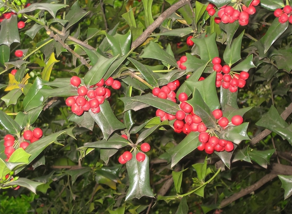 枸骨和十大功劳药用有何区别,枸骨与十大功劳的功效区别