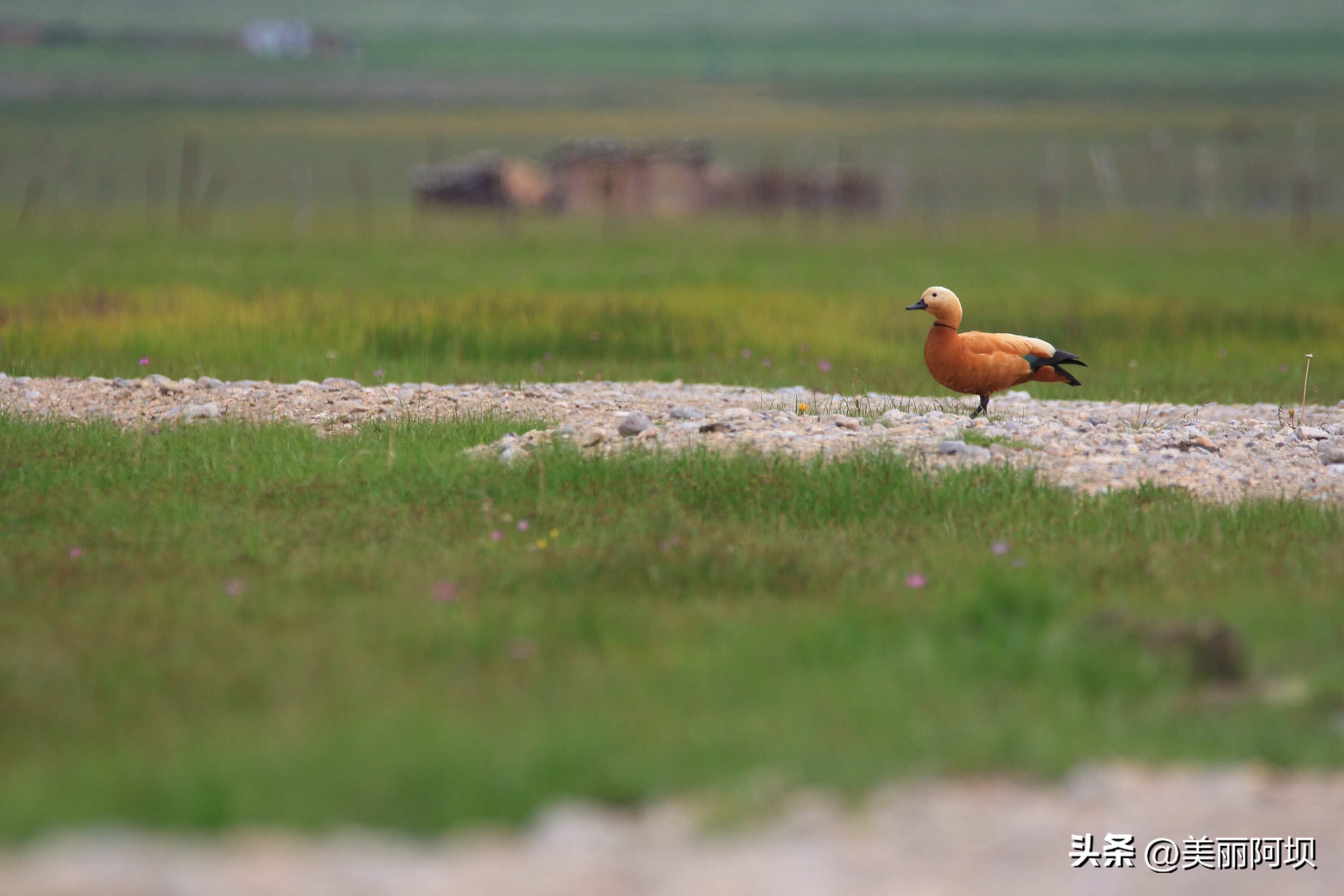景区推荐附近动物,适合乡村景区动物推荐