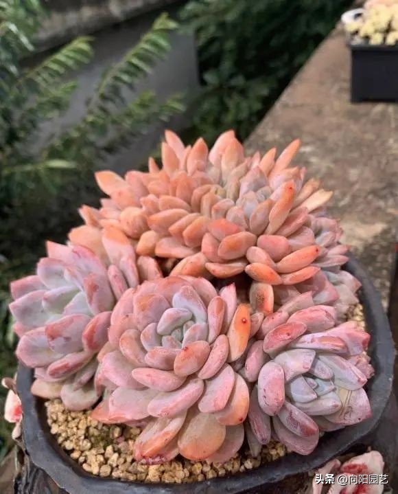 多肉质量有区别，能买北方的，不买南方的，养过就知道了