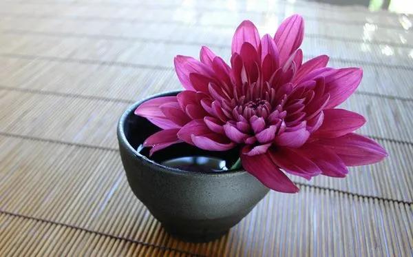 菊花的花语,菊花的花语是什么意思