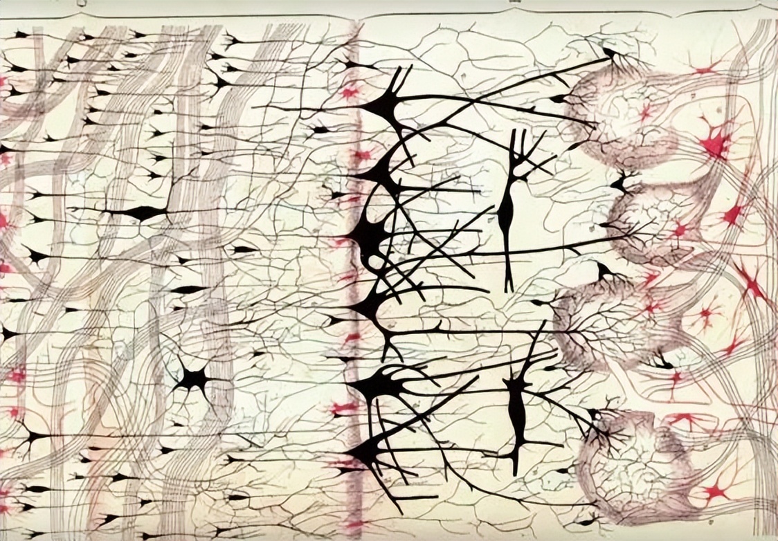 深度信念网络和皮层算法：监督分类的比较研究