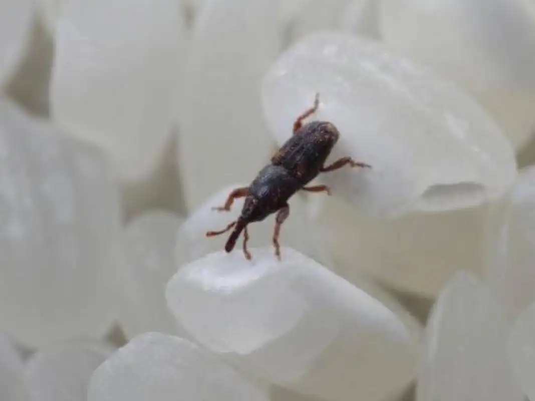 为什么别的食品也会出现米象,米象是如何感知到家里的食物的