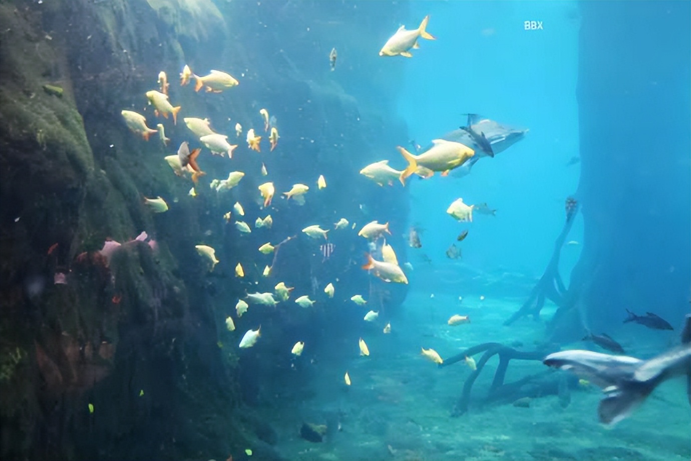珠海长隆海洋王国水下走廊,世界级海洋乐园珠海长隆海洋王国