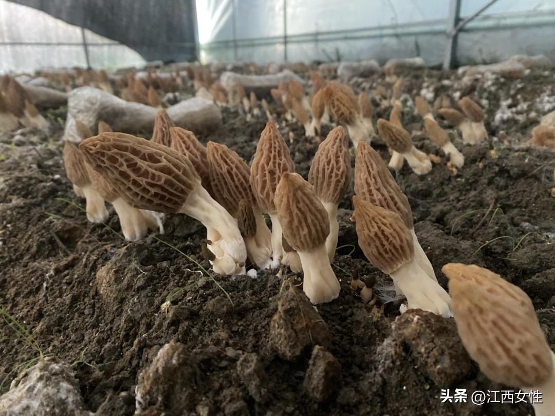 赣鄱巾帼创之创业创新篇丨刘金平：敢为争先拼经济小小羊肚菌撑起“致富伞”