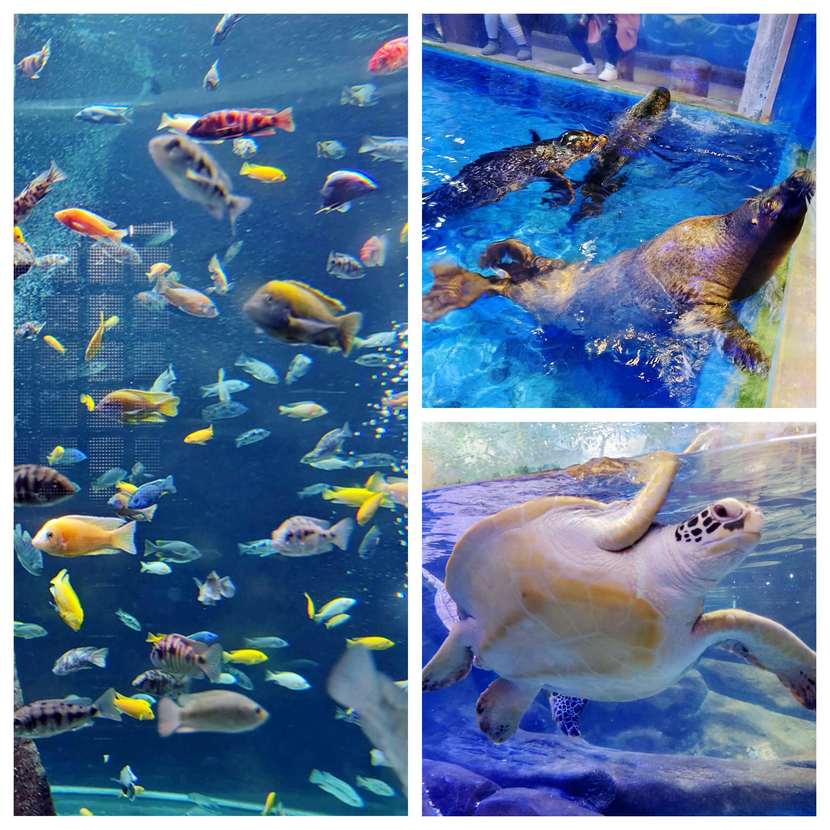 合肥海洋世界里面有儿童乐园吗,带娃去合肥海洋馆游玩攻略