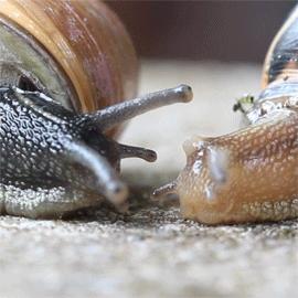 中国人为什么不吃非洲大蜗牛？因为不好吃吗