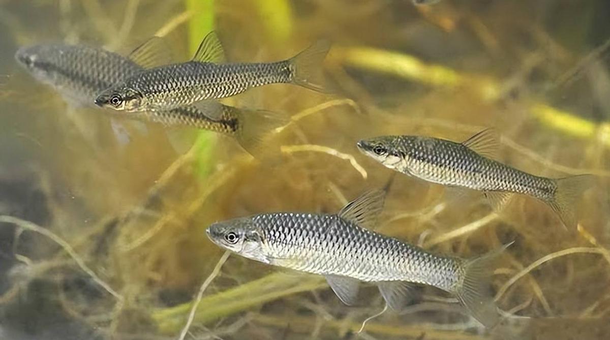 麦穗鱼养殖方法与养殖技巧,麦穗鱼如何规模化繁殖