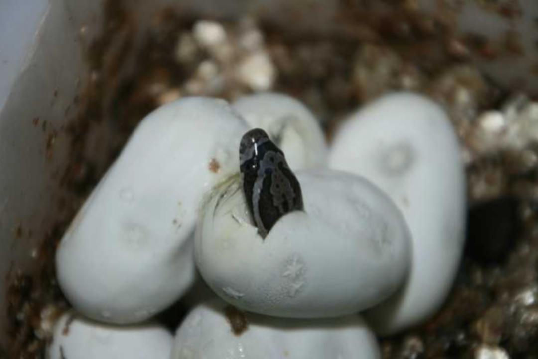 「原来欧洲有这么多种蛇？！」偷师卡塞尔的豢龙大师·下