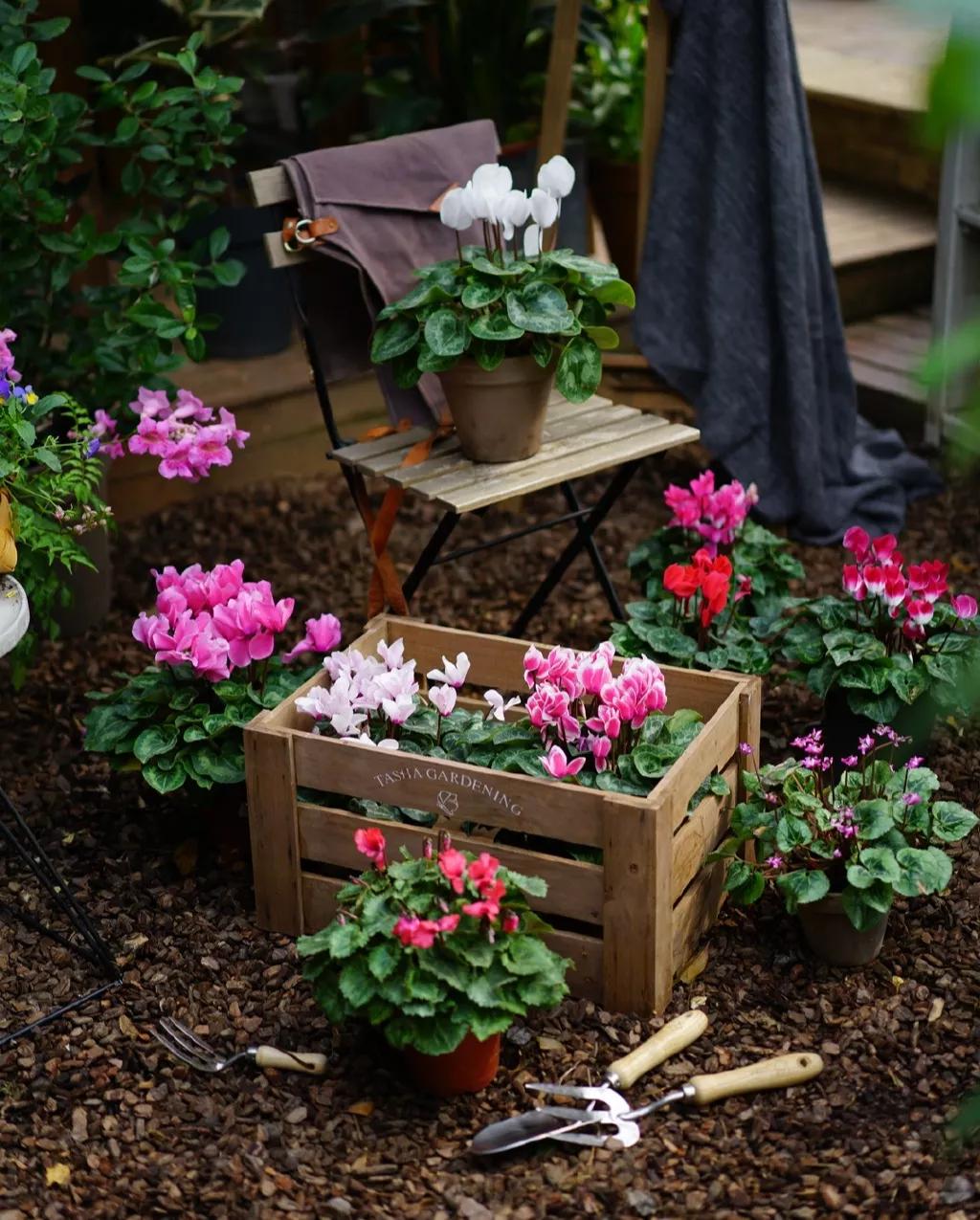 花园适合种的植物,在花园种植哪些植物比较适合