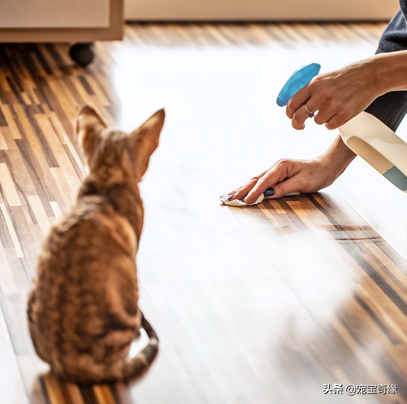 为什么我养的猫很瘦,为什么我养的猫都很凶