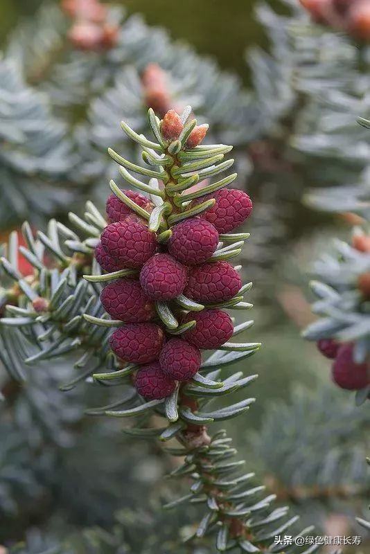 最漂亮的松树开花图片,哪种松树开花好看
