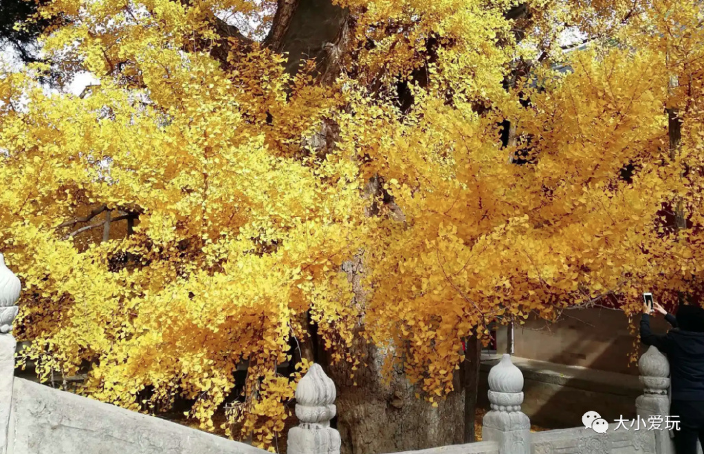 银杏最美的地方,金秋十月最美的银杏
