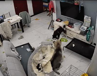 哈士奇西伯利亚雪橇犬,纯种西伯利亚雪橇犬哈士奇