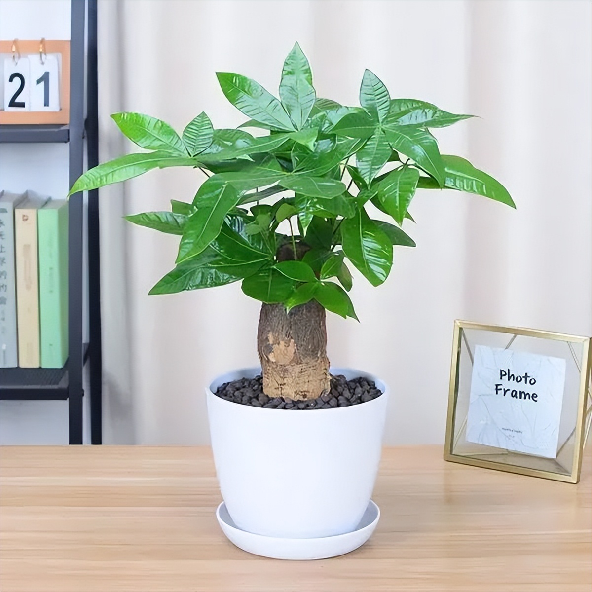 招财植物哪些最好养,家养招财的植物有哪些