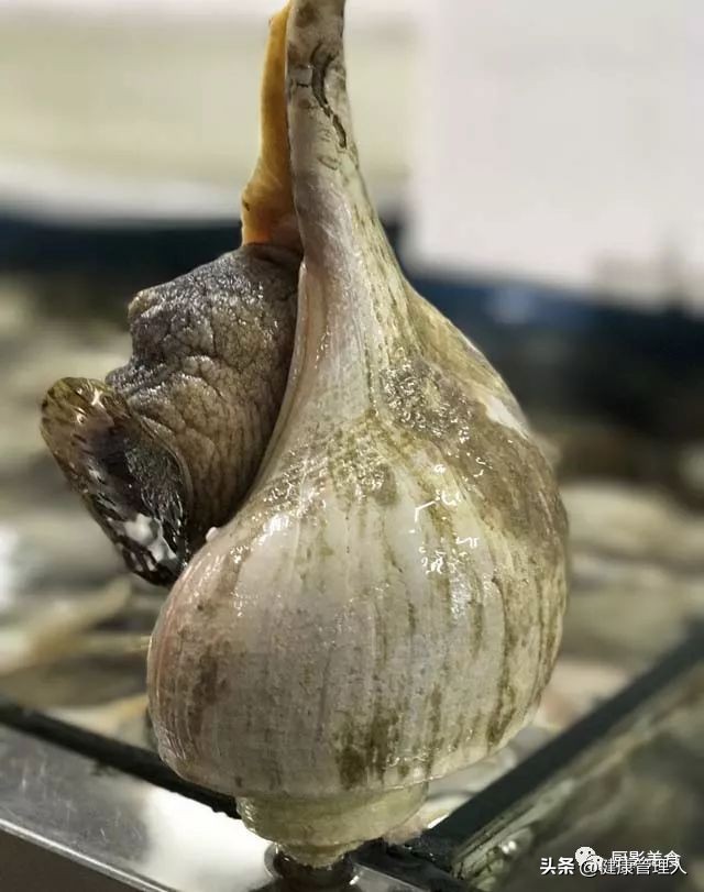 海鲜贝类品种大全及名字,22种海鲜贝类做法大全