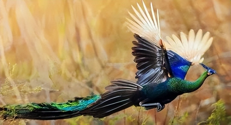 昆明中海国际中心：乘势腾飞的春城之翼